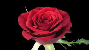 国外收费梯子节点加速器推荐-稳定可以用的节点加速器推荐