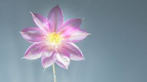 中国最好用的付费机场软件魔法推荐收费节点梯子-稳定可以用的节点加速器推荐